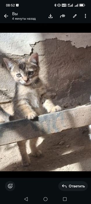Отдам котят в добрые руки