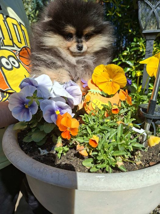 Померан момченце