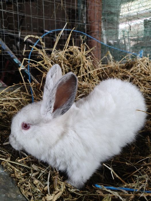 De vânzare iepuri Californian!