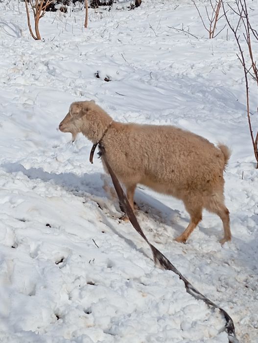 Козы породистые ,молочные.