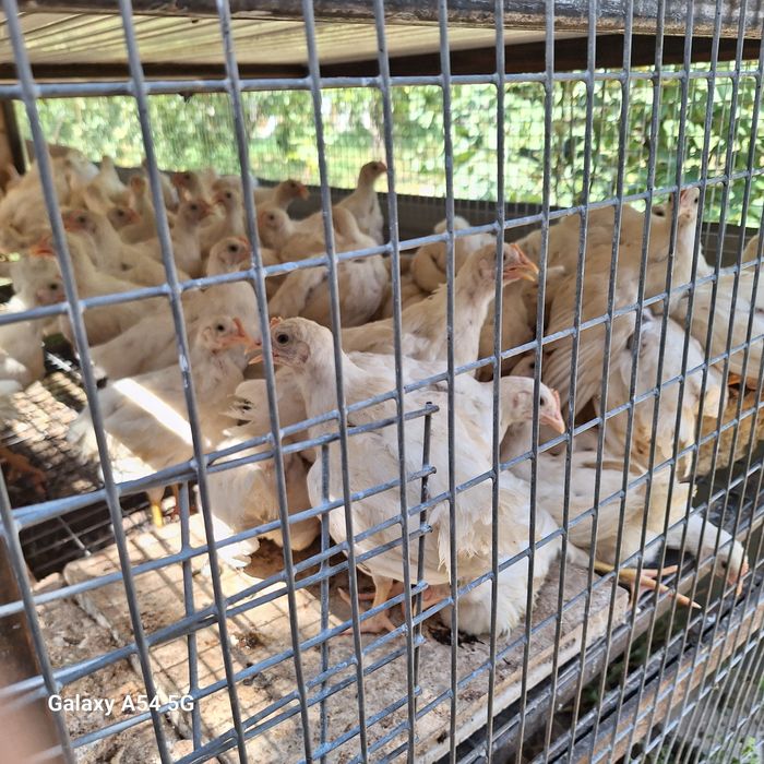 Xanlayn jojalar sotiladi xoroz va tovuq jojalari 40 kunlik .