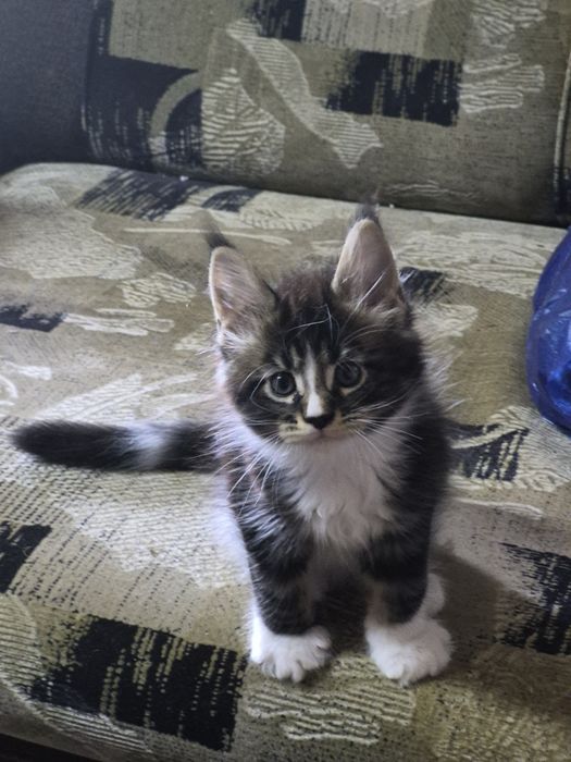 Котята Мейн кунята