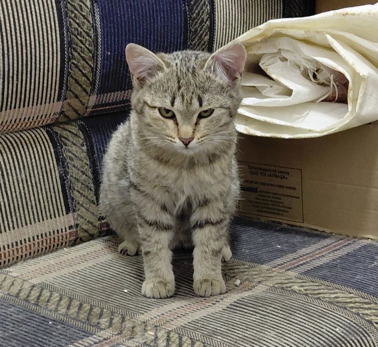 Отдам котят в добрые руки