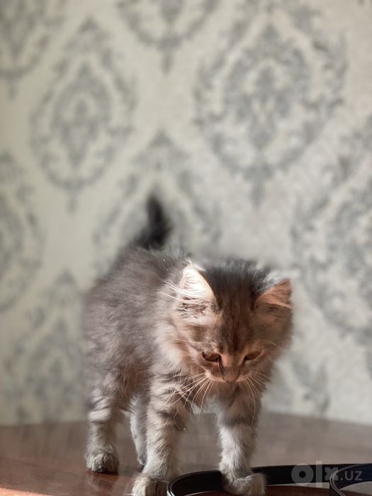 Mushuk: Maine coon