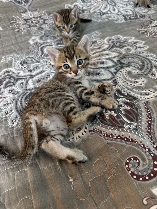 Милые бенгалки ищут родителей!