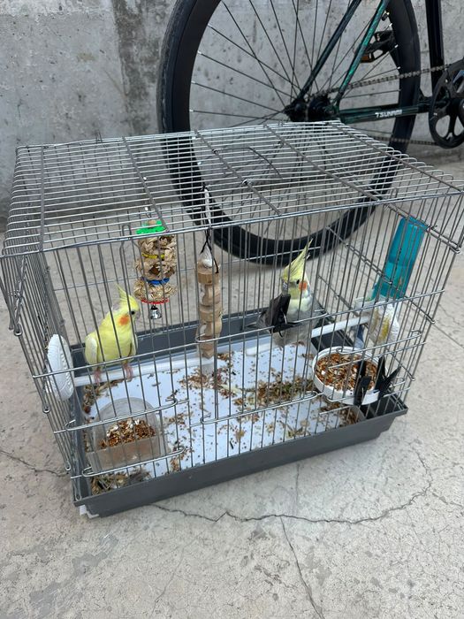 Попугай крелла домашние