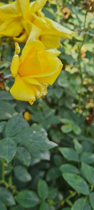 Атиргул кучатлари сотилади