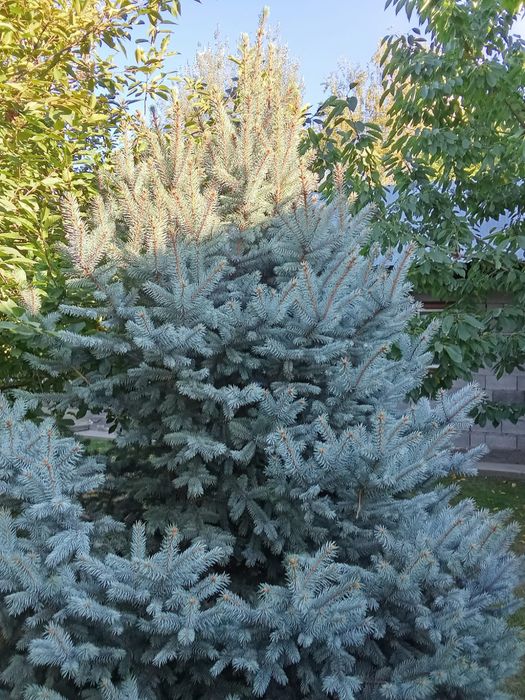 Голубая ель для сада