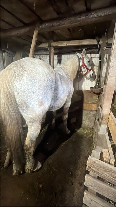 Vand cal bun d ecaruta