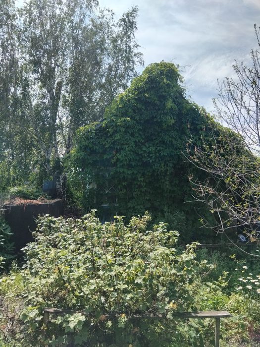 Продам дачу в с/о Борки