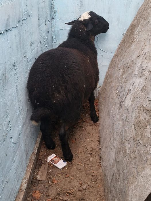 продам молодых ягнят