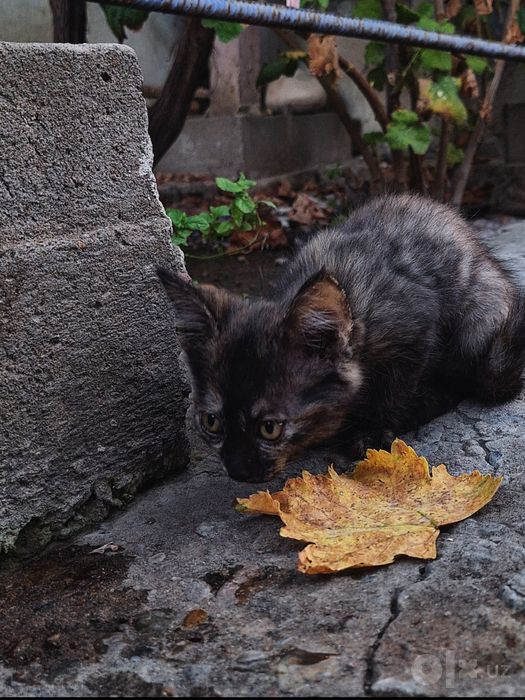 Котята чёрные и пятнистые
