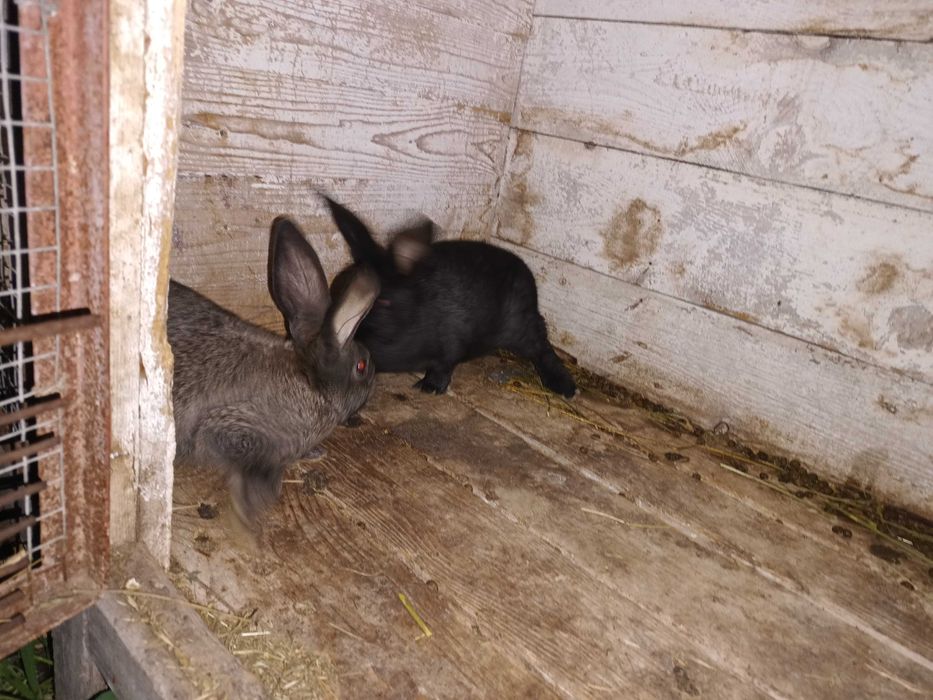 Продавам зайци на 2 и 3 месеца