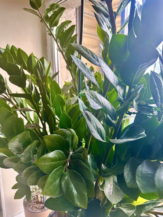 Долларовое дерево, Замиокулькас