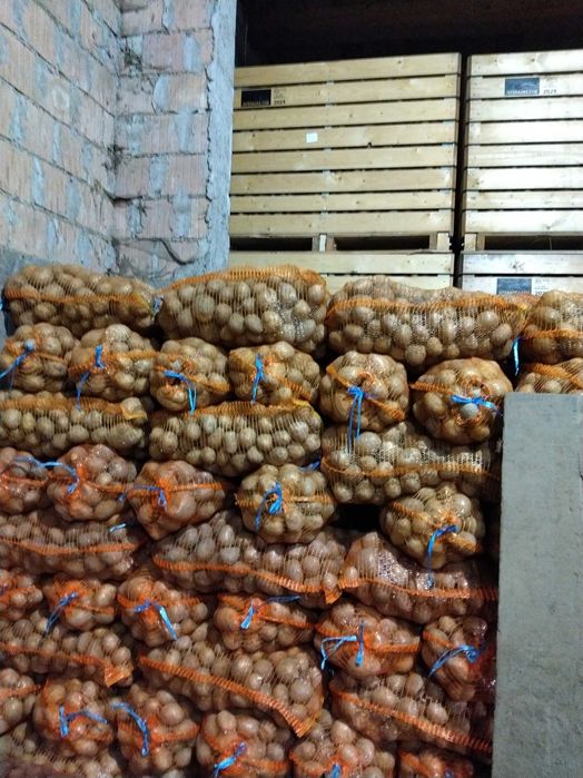 Cartofi consum, samanta,furaj