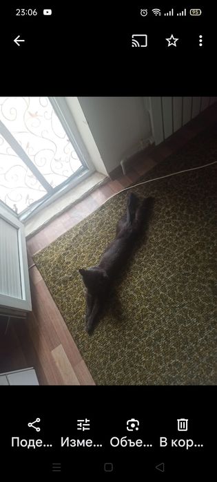 Отдам котика в хорошие добрые руки