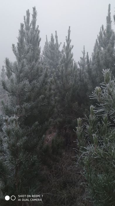 Sasna Archa Eldarskiy