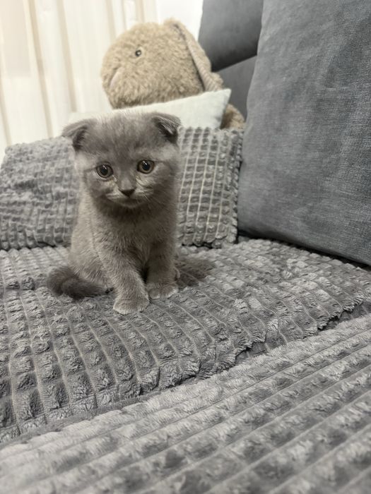 Pisicuta Scottish Fold.