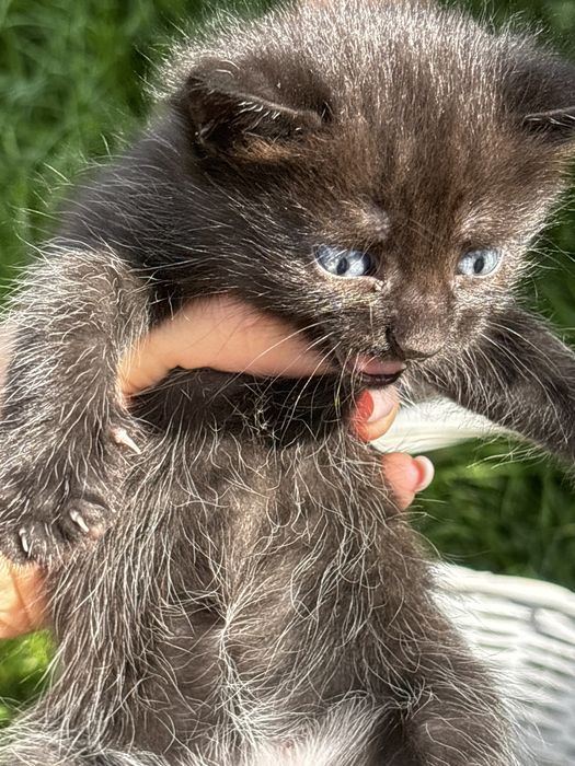 Домашние котята !!!
