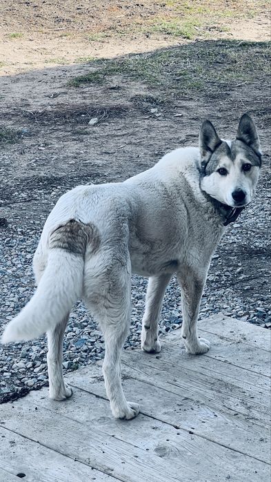 Лайка ургашы 2 жаска толмаган