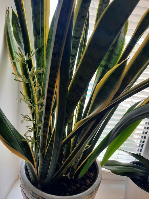 Цветы домашнии большие