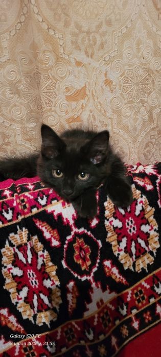 скоттиш хайланд фолд