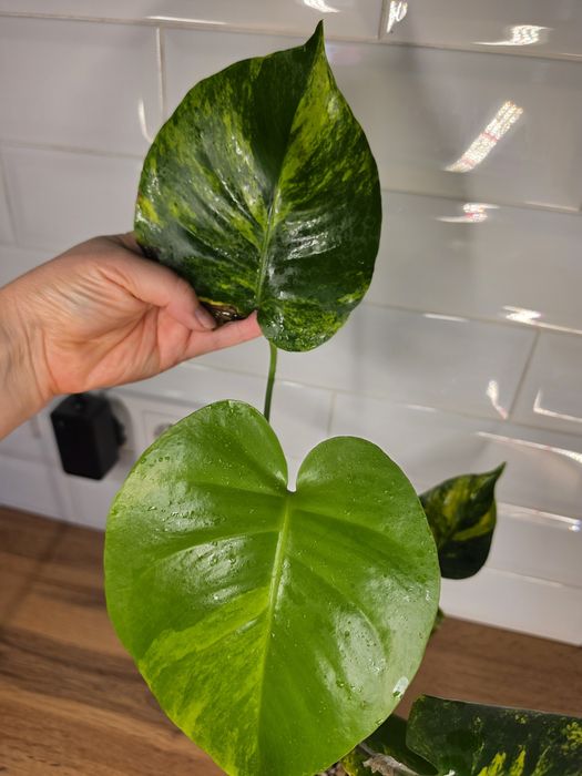 Монстера Мэрилин (Monstera Yellow Marilyn)