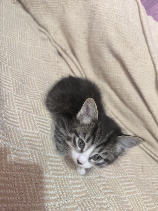 Отдаю котят в добрые заботливые руки