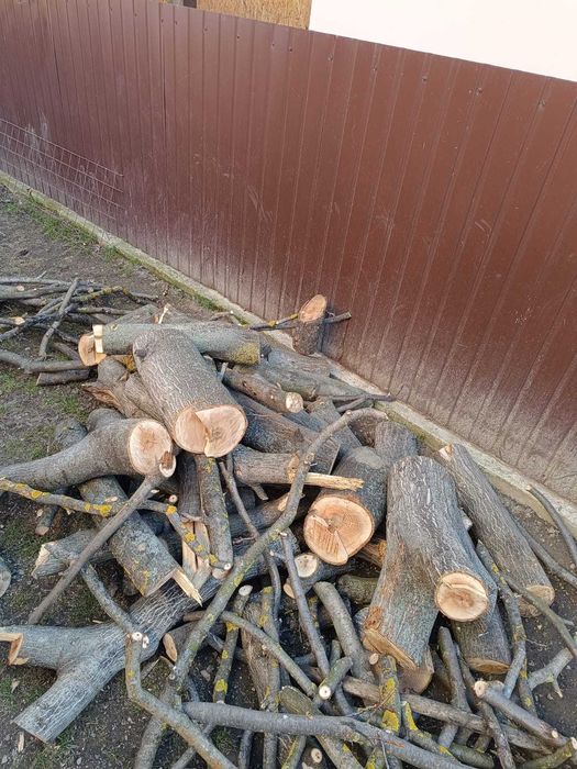 Trunchi de nuc pentru cherestea și lemn de foc nuc