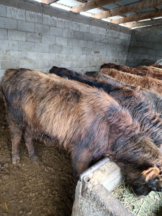 Продаю бычки.      .