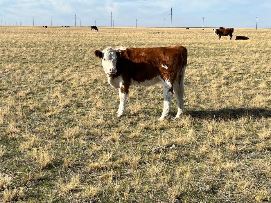 10 бас ургашы падсос