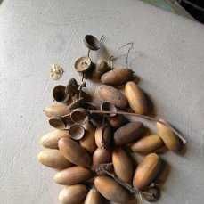 желуди дуба для детского творчества