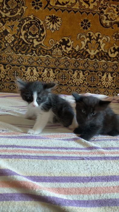 Котята в добрые руки