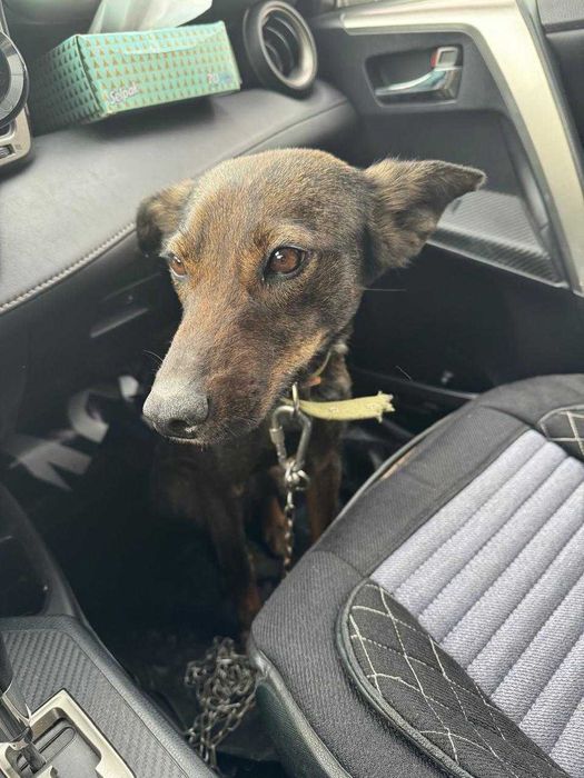 Щенята и мама в добрые руки