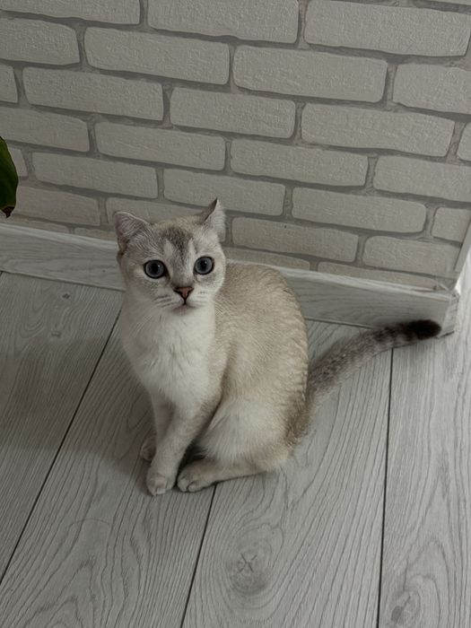 Продаются котята