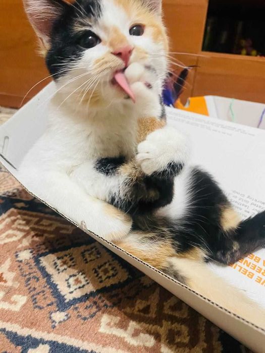 Котенок-красотуля ищет дом