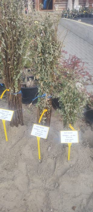 Puieti salcâm robinia Pseudacia preț 50 banii.analtimea de 70 80 cm