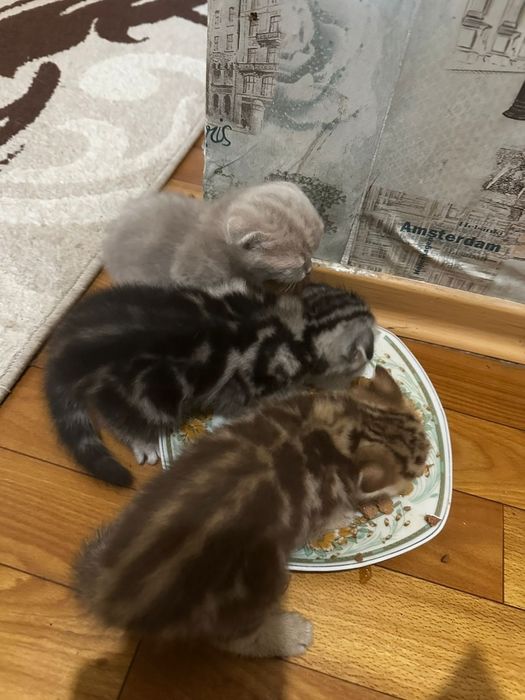 Вязка. Шотландец ищет невесту