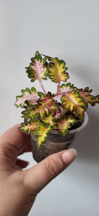 Пеперомия, колеус, мята, коллизия,комнатные цветы