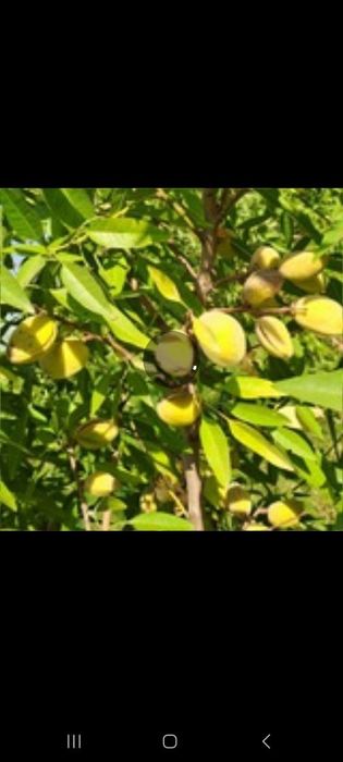 Дчний зона 36 сотки, миндали,18 лимонария