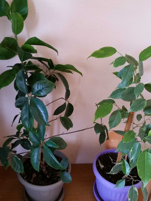 Бенджамин и бенджамин фикус Намалени!