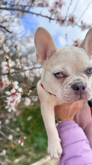 Френски булдог уникален