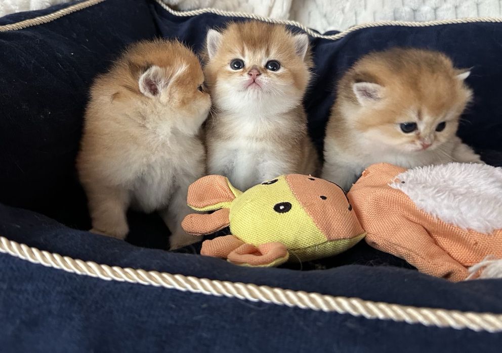 Златни британски чинчили