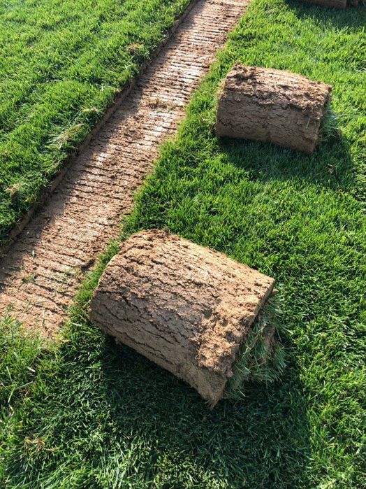 Газон рулонный жонсин