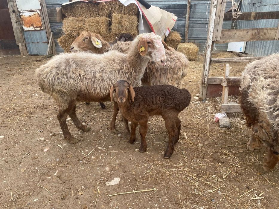 Қозылы қойлар 6 бас