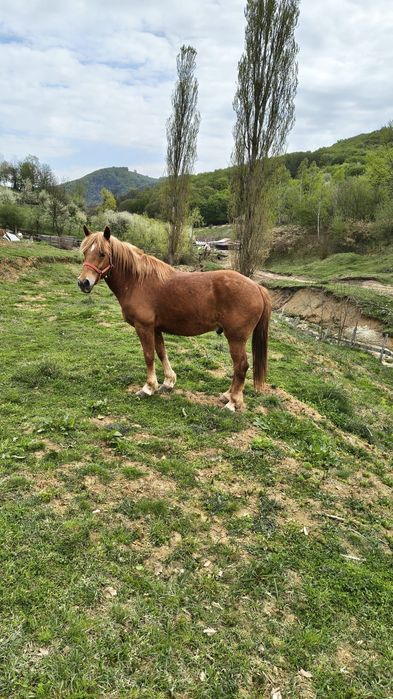 vând o iapă și un cal