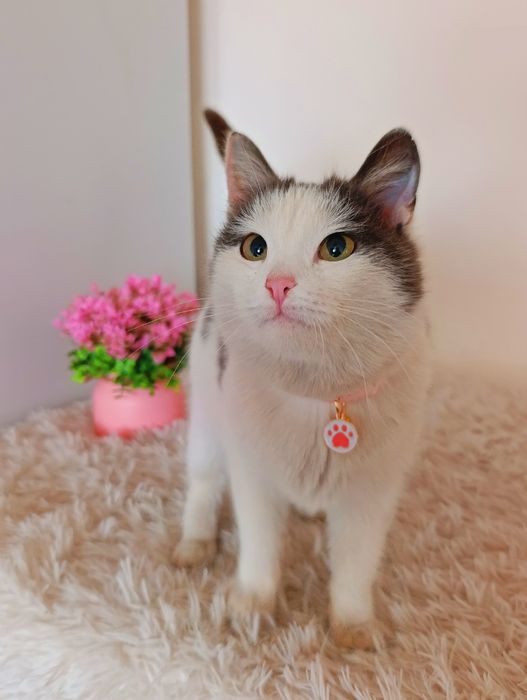 Кошка котенок в добрые руки