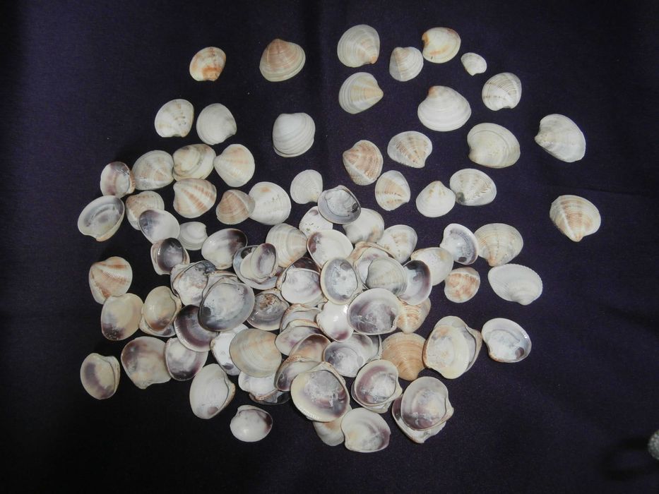 Морски миди за декорация