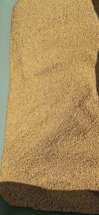 Vand sământa de lucerna selectată.