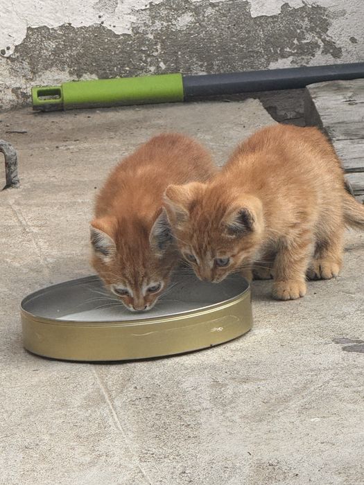 Отдам добрые руки